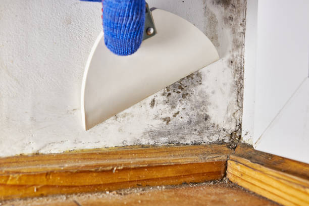 Best Commercial Mold Inspection  in Bushyhead, OK